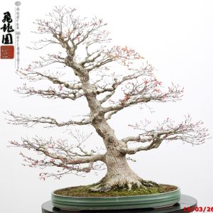 Acer palmatum