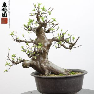 Pseudocydonia sinensis