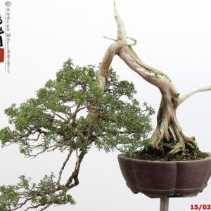 Juniperus kishu