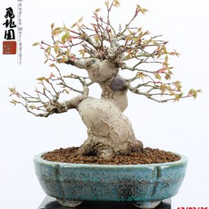 Acer palmatum shohin