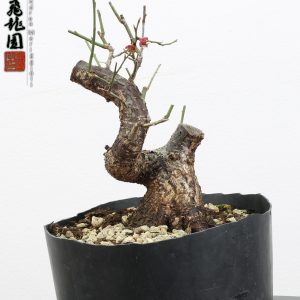 Prunus mume shohin