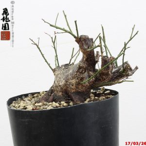 Prunus mume shohin