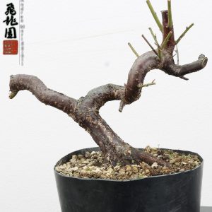 Prunus mume shohin