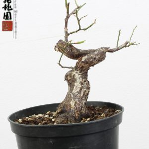 Prunus mume shohin