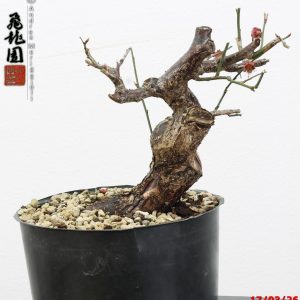 Prunus mume shohin