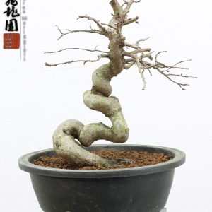 Carpinus turczaninowii