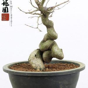 Carpinus turczaninowii