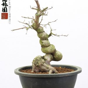 Carpinus turczaninowii