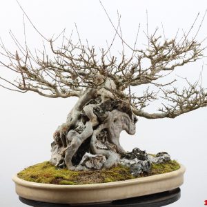 Acer buergerianum ishizuki