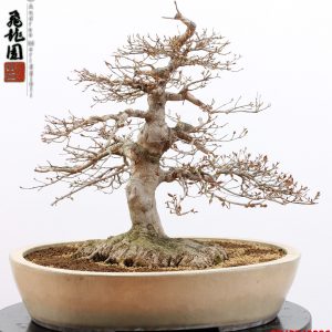 Acer buergerianum