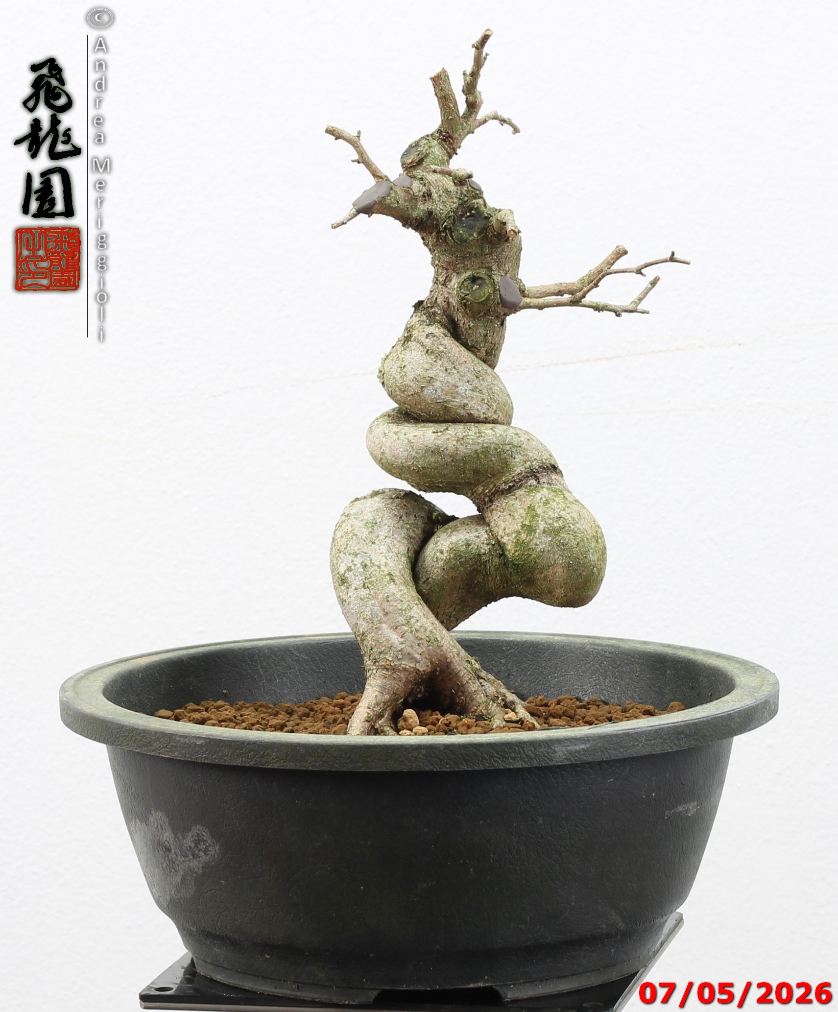 Carpinus turczaninowii - Image 12