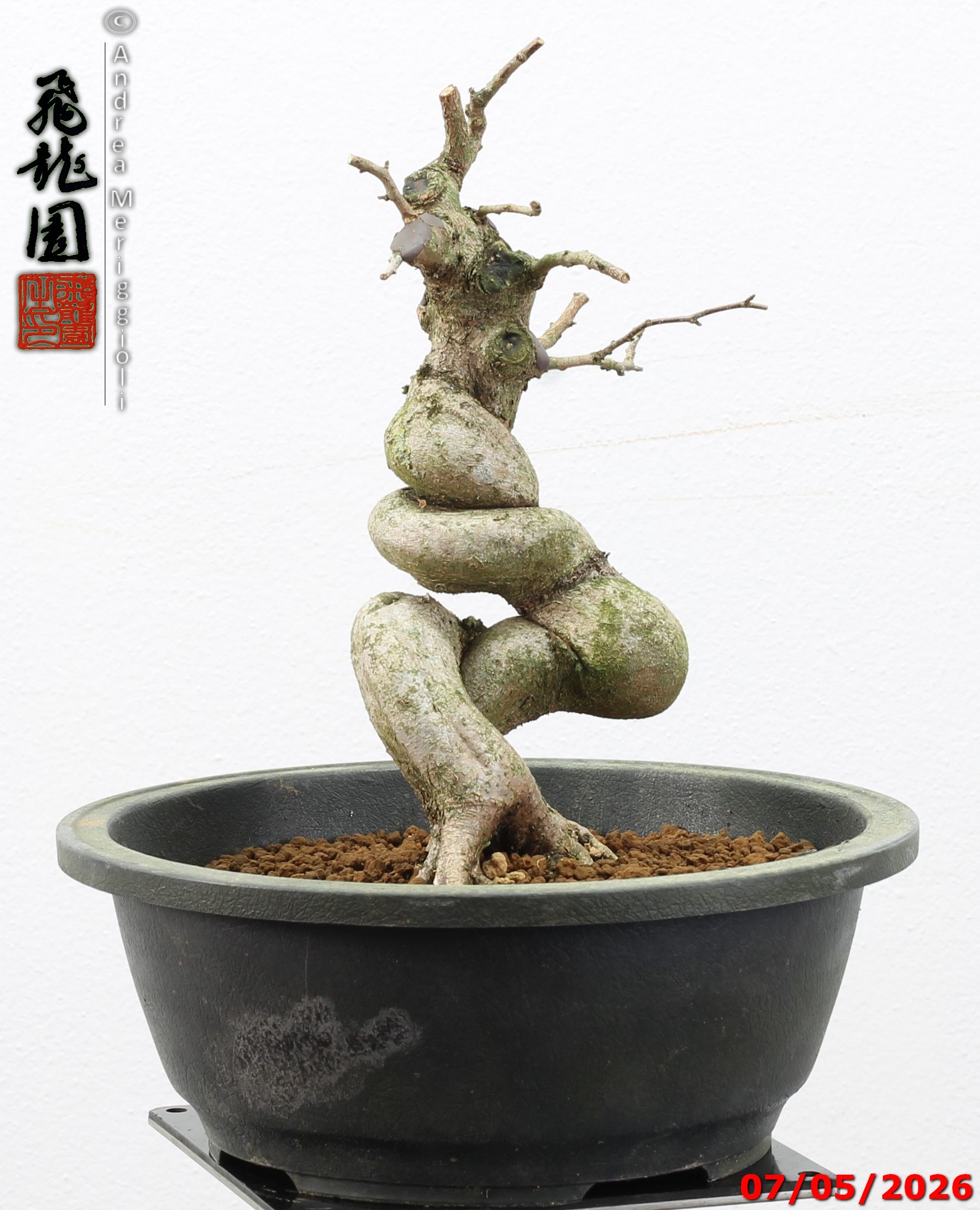 Carpinus turczaninowii - Image 11
