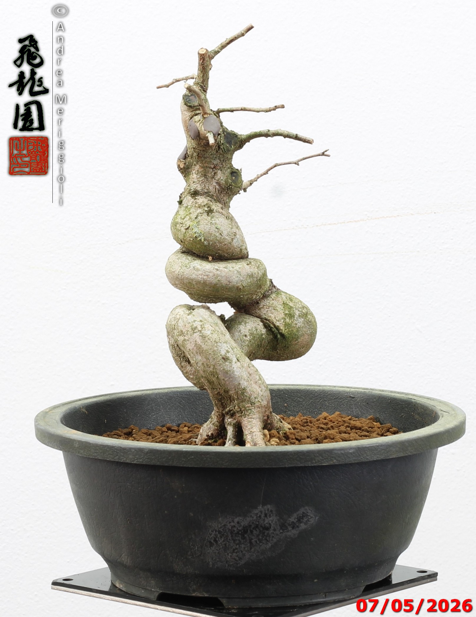 Carpinus turczaninowii - Image 10