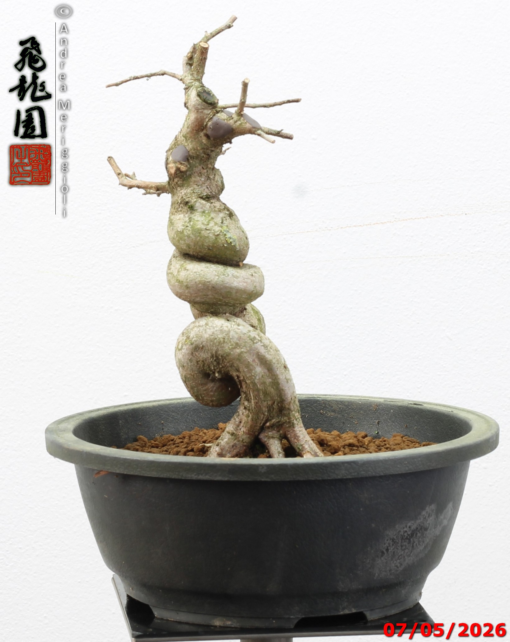 Carpinus turczaninowii - Image 9
