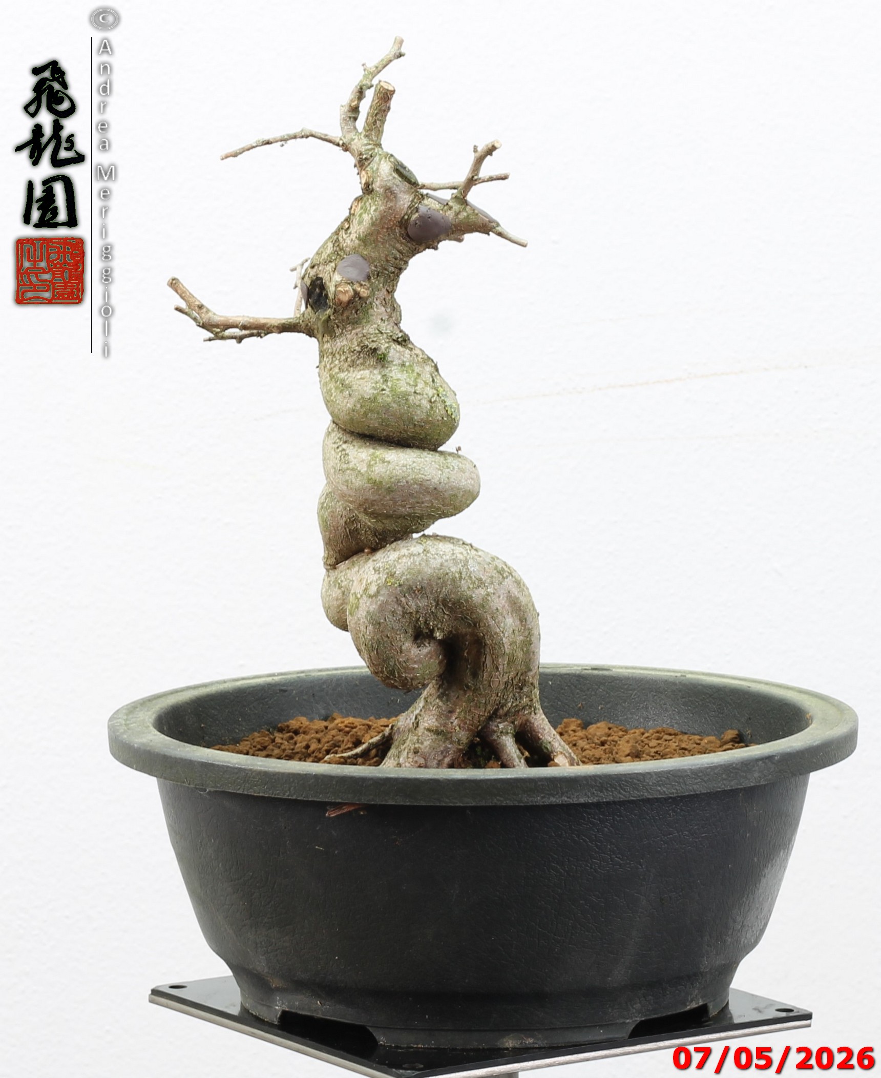 Carpinus turczaninowii - Image 8