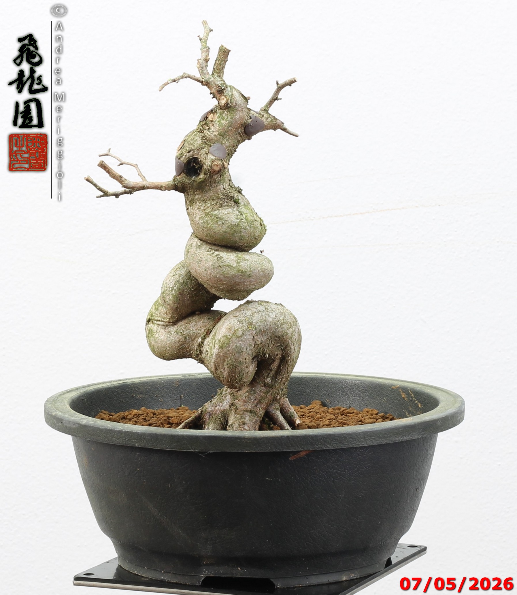 Carpinus turczaninowii - Image 7