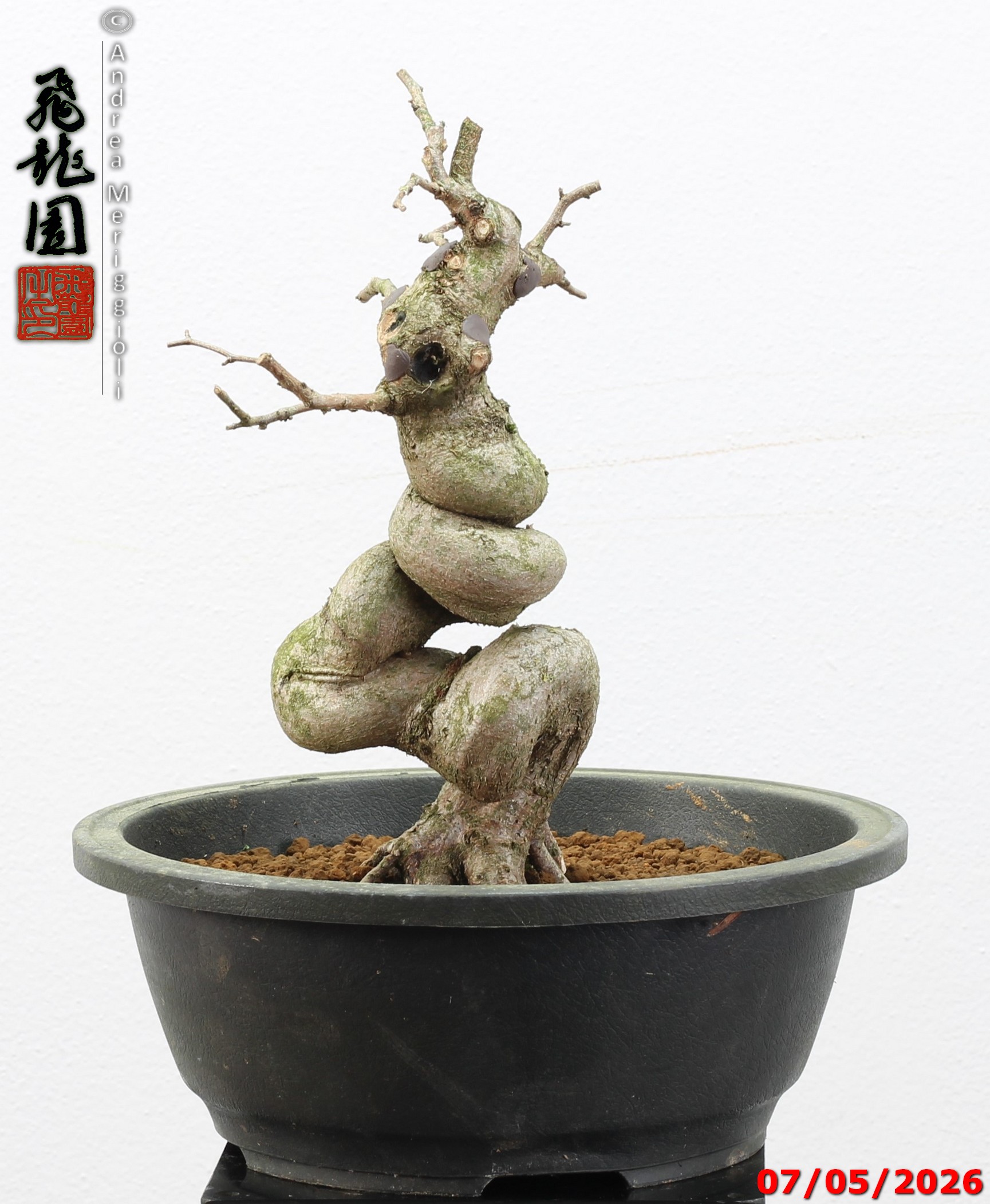 Carpinus turczaninowii - Image 6