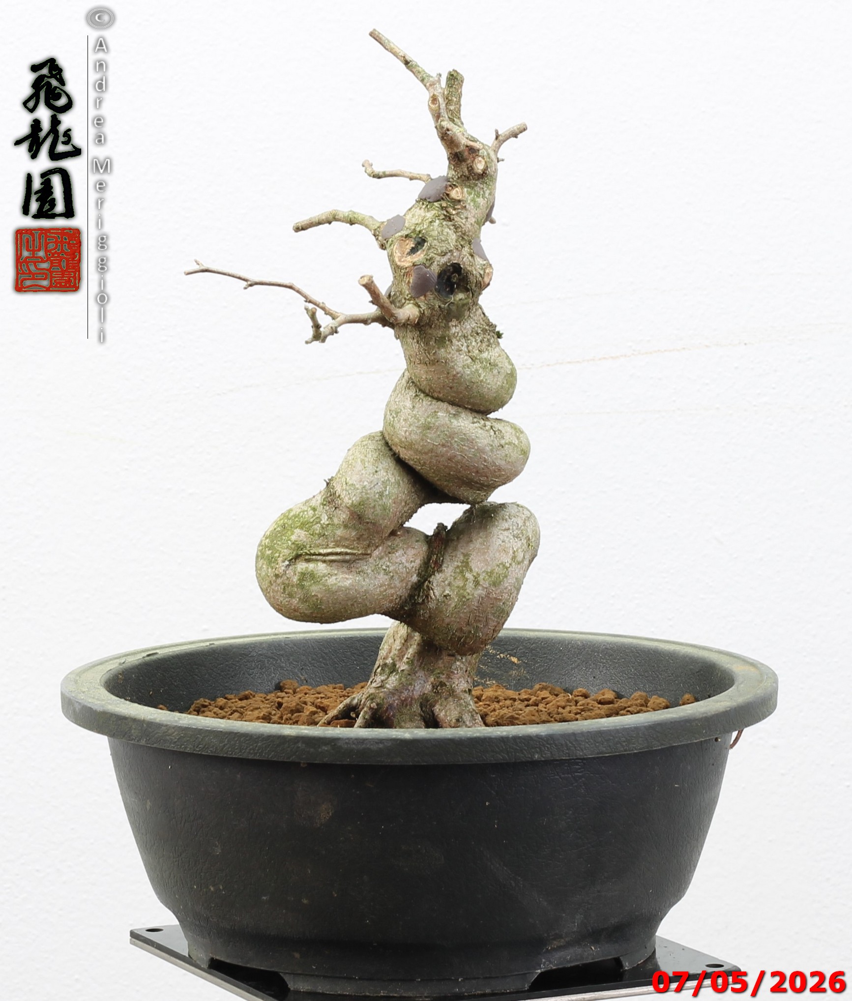 Carpinus turczaninowii - Image 5