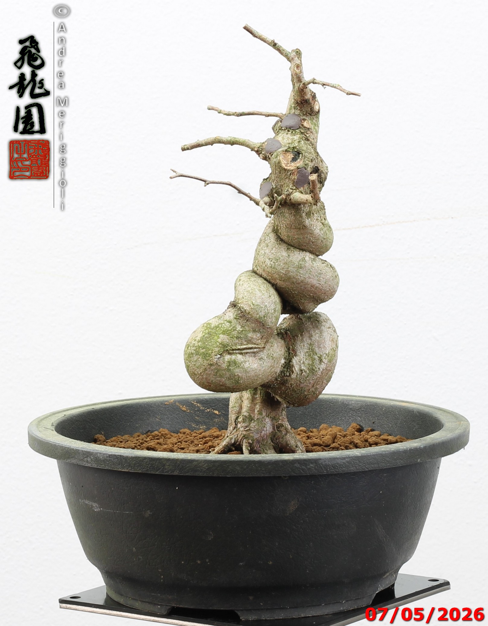Carpinus turczaninowii - Image 4