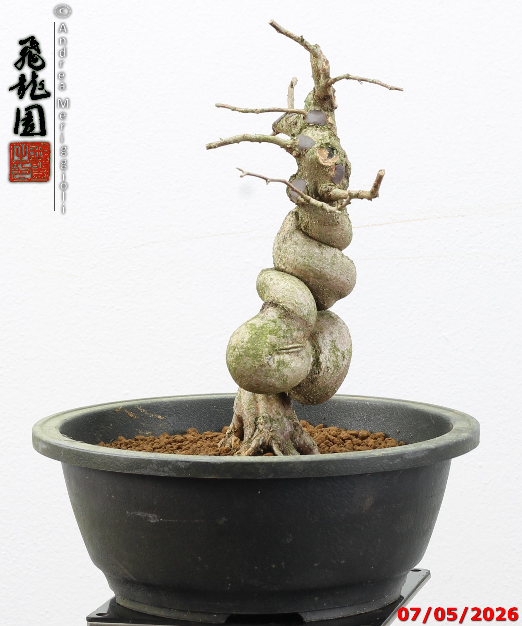 Carpinus turczaninowii - Image 3