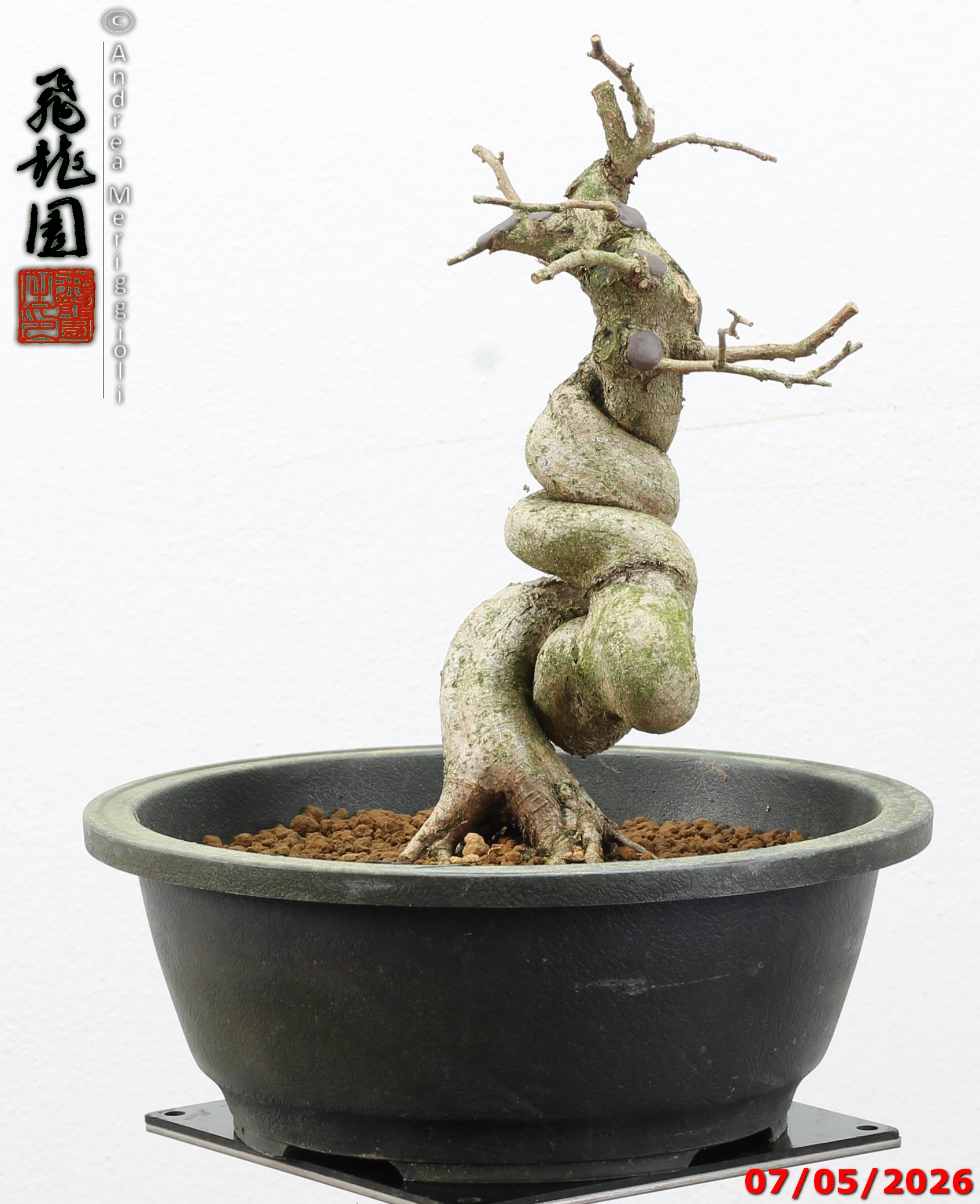 Carpinus turczaninowii - Image 2