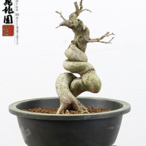 Carpinus turczaninowii