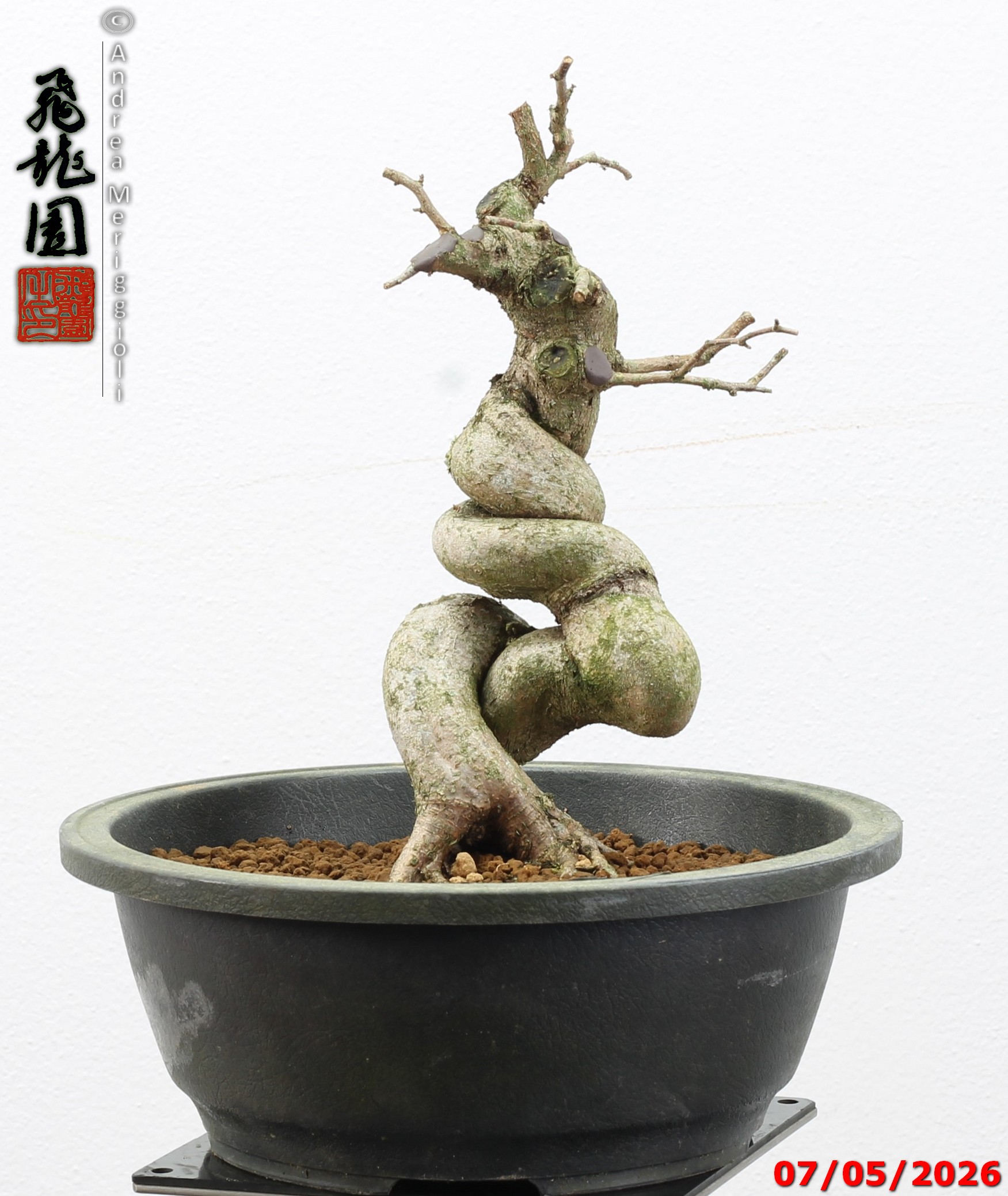 Carpinus turczaninowii