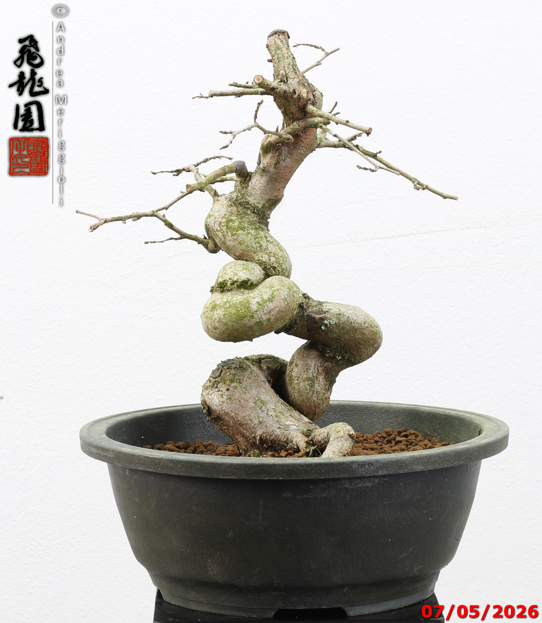 Carpinus turczaninowii - Image 13