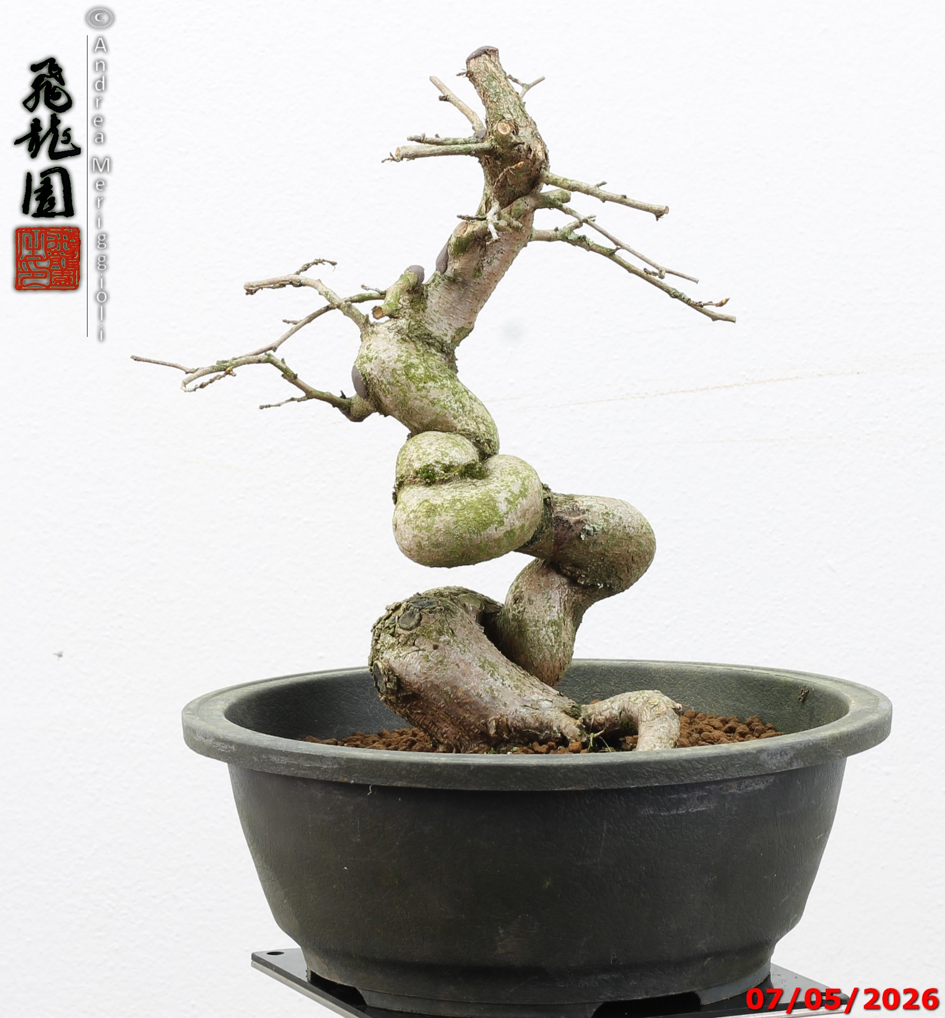 Carpinus turczaninowii - Image 12