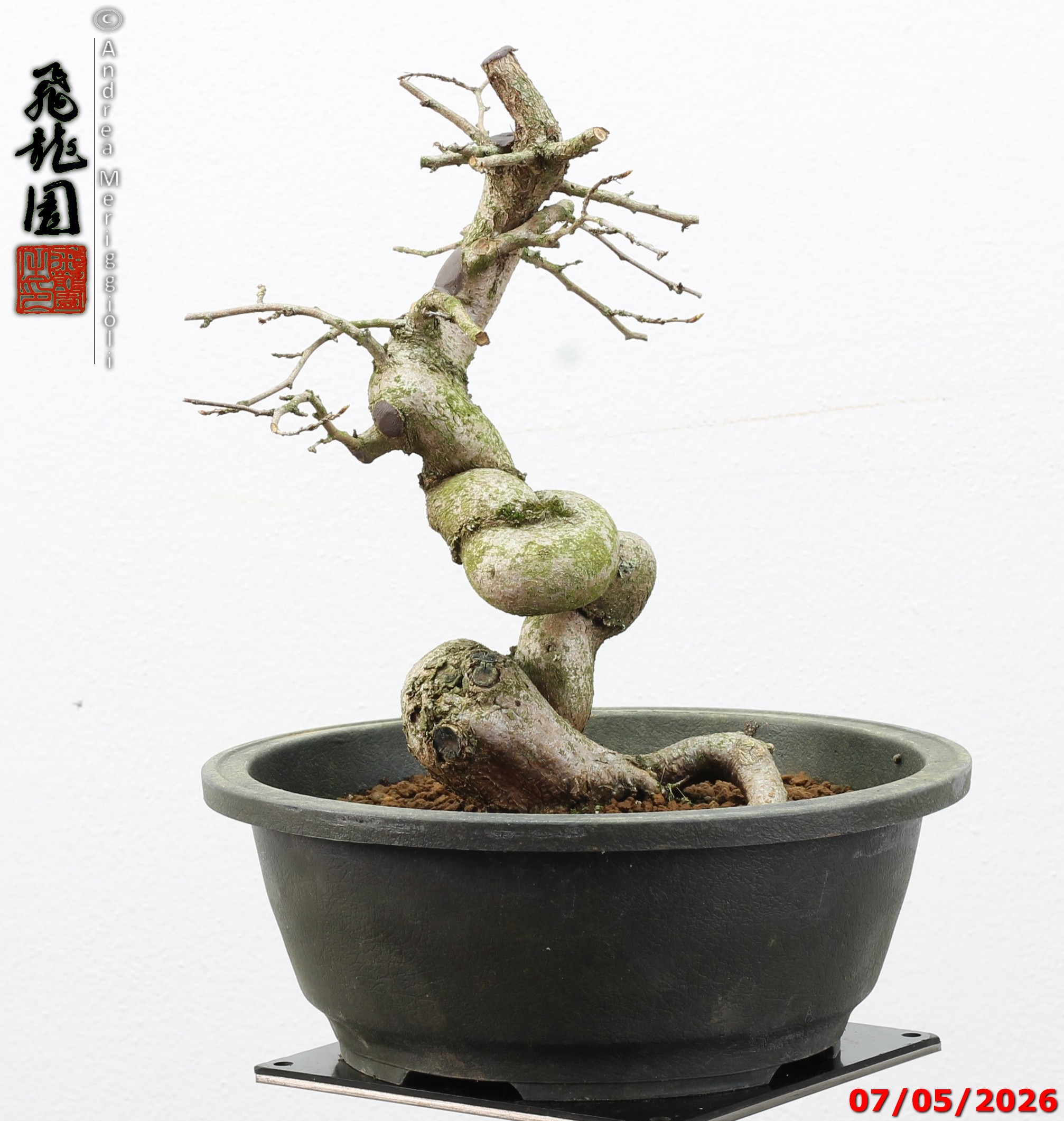 Carpinus turczaninowii - Image 11
