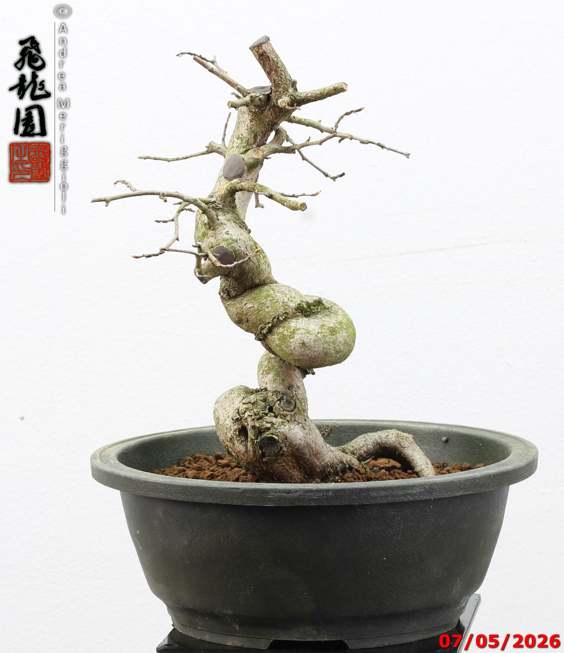 Carpinus turczaninowii - Image 10