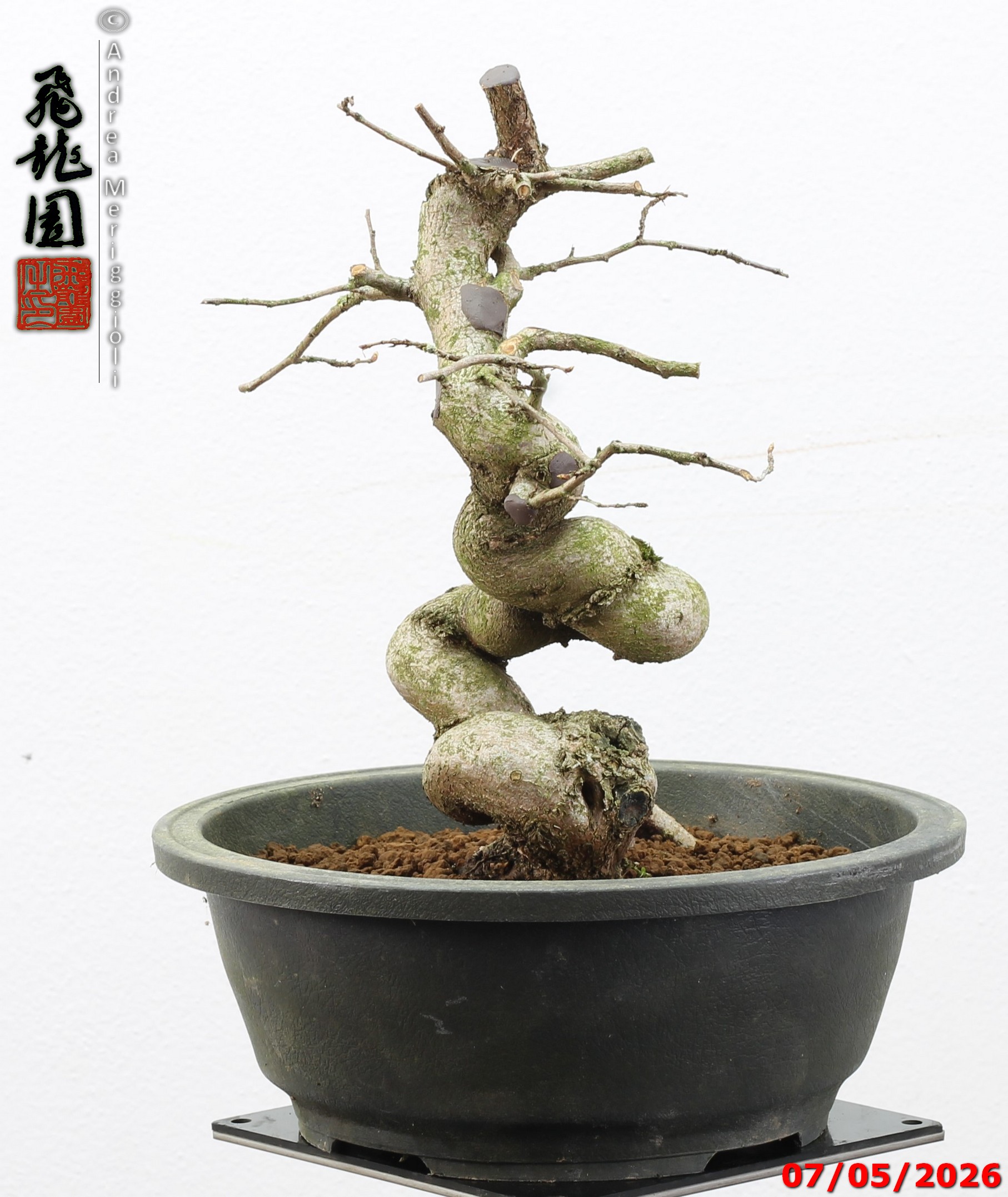 Carpinus turczaninowii - Image 9
