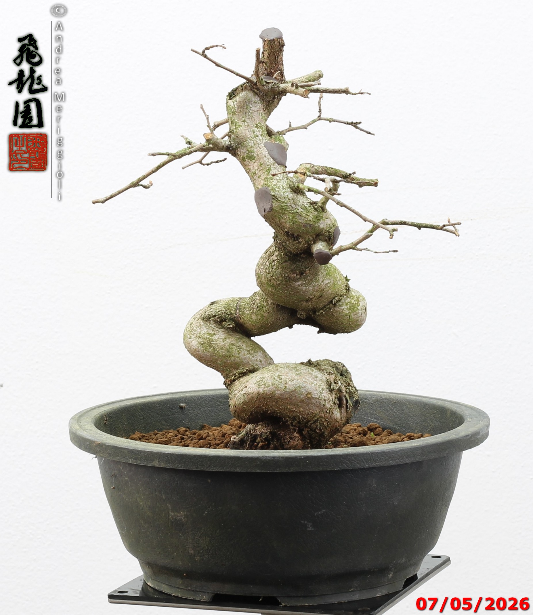 Carpinus turczaninowii - Image 8