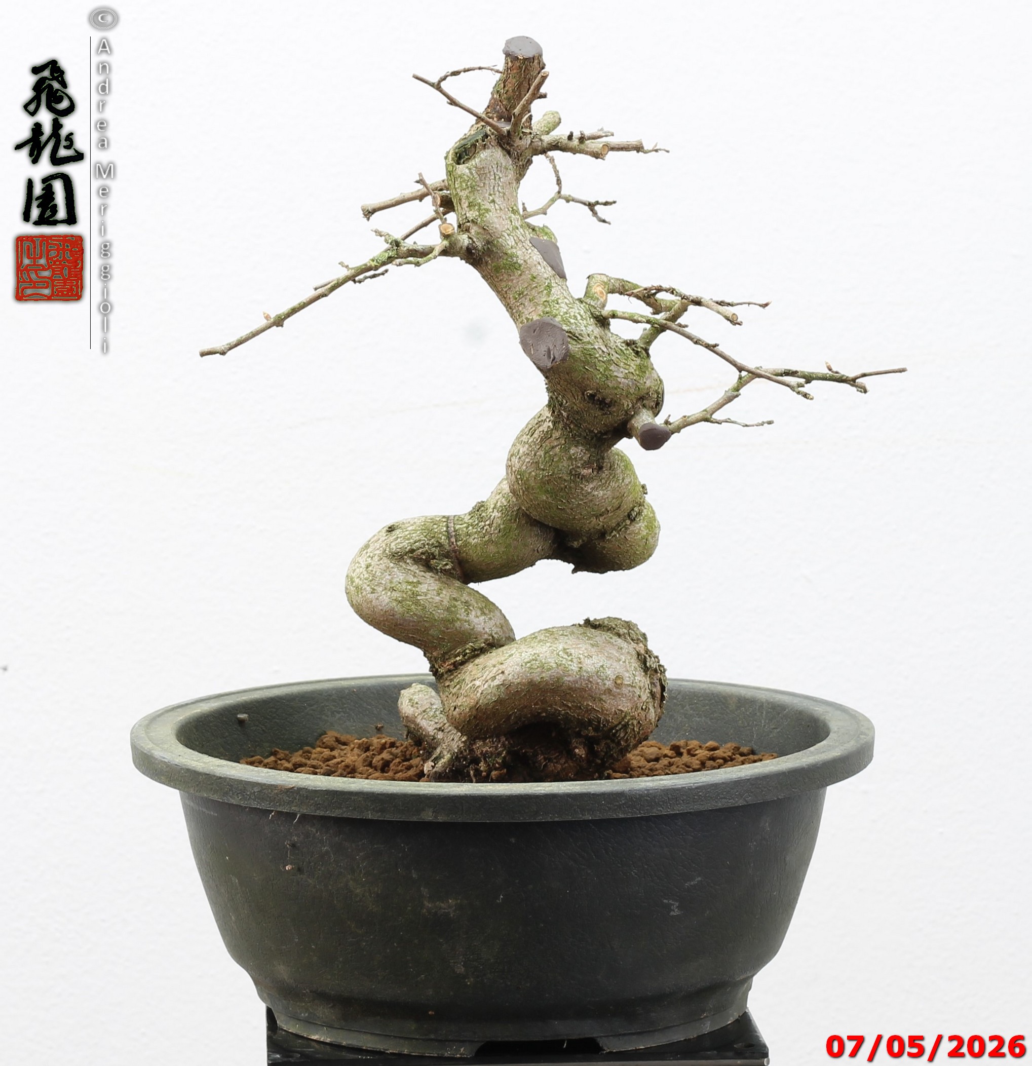 Carpinus turczaninowii - Image 7