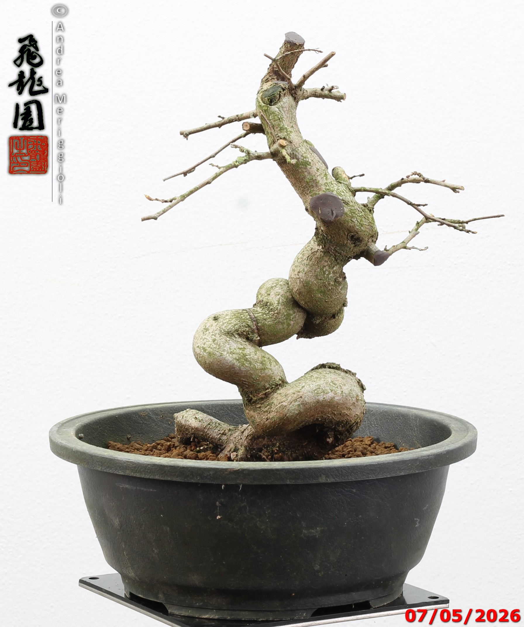 Carpinus turczaninowii - Image 6