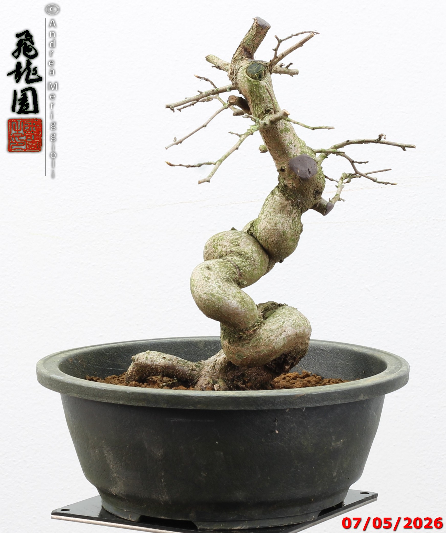 Carpinus turczaninowii - Image 5