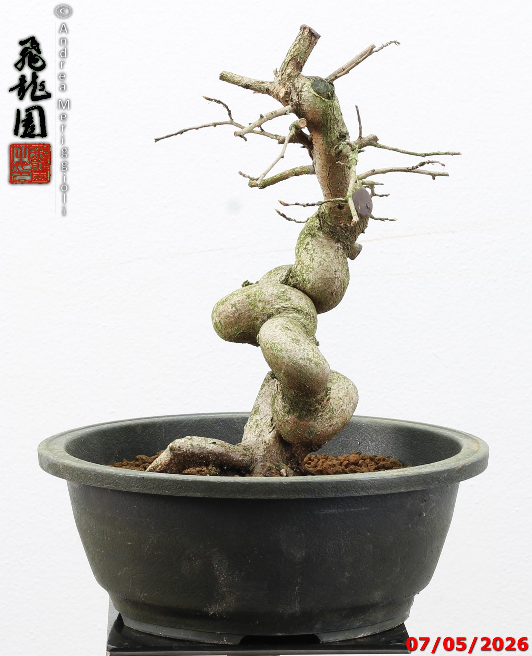 Carpinus turczaninowii - Image 4
