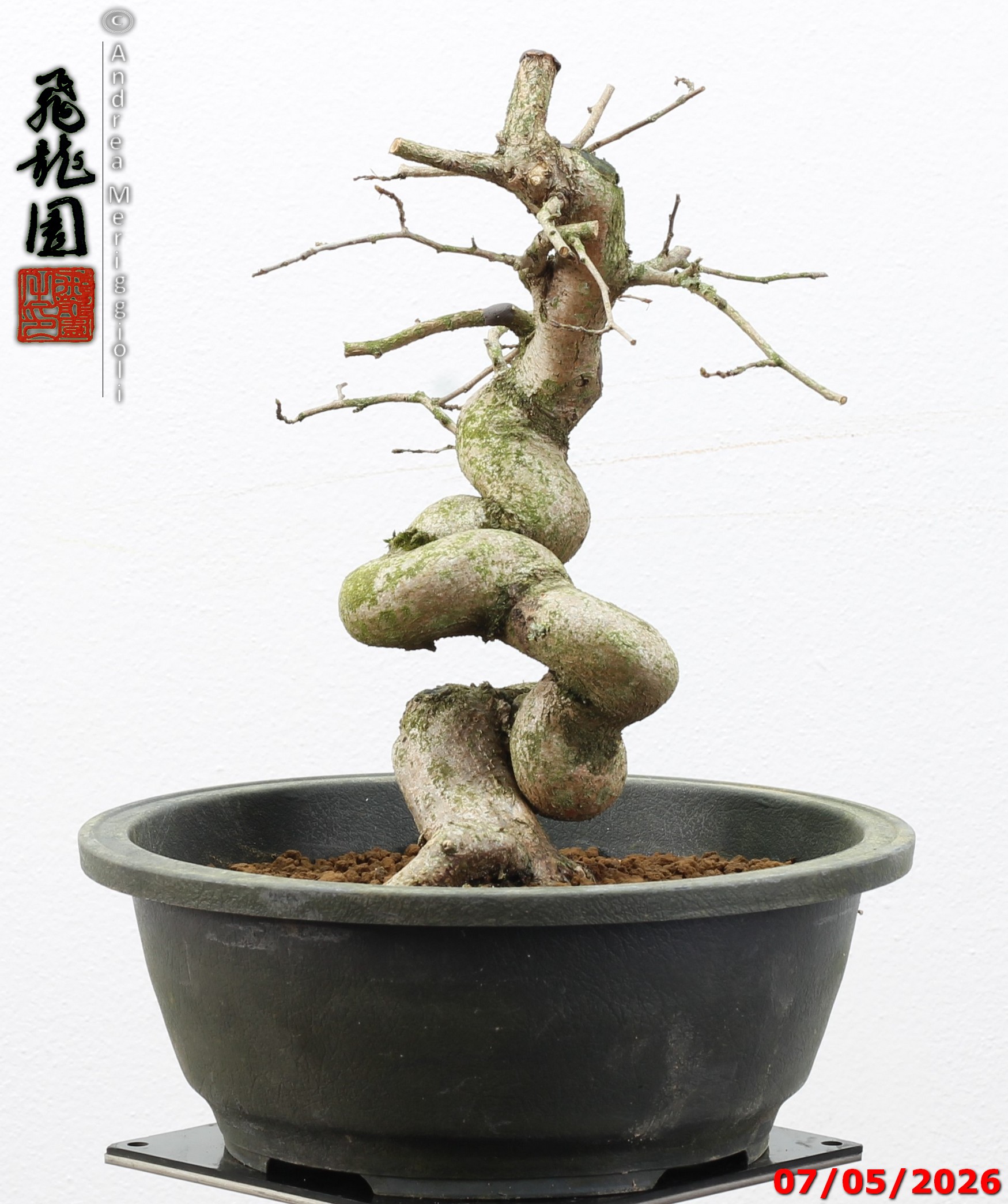 Carpinus turczaninowii - Image 3