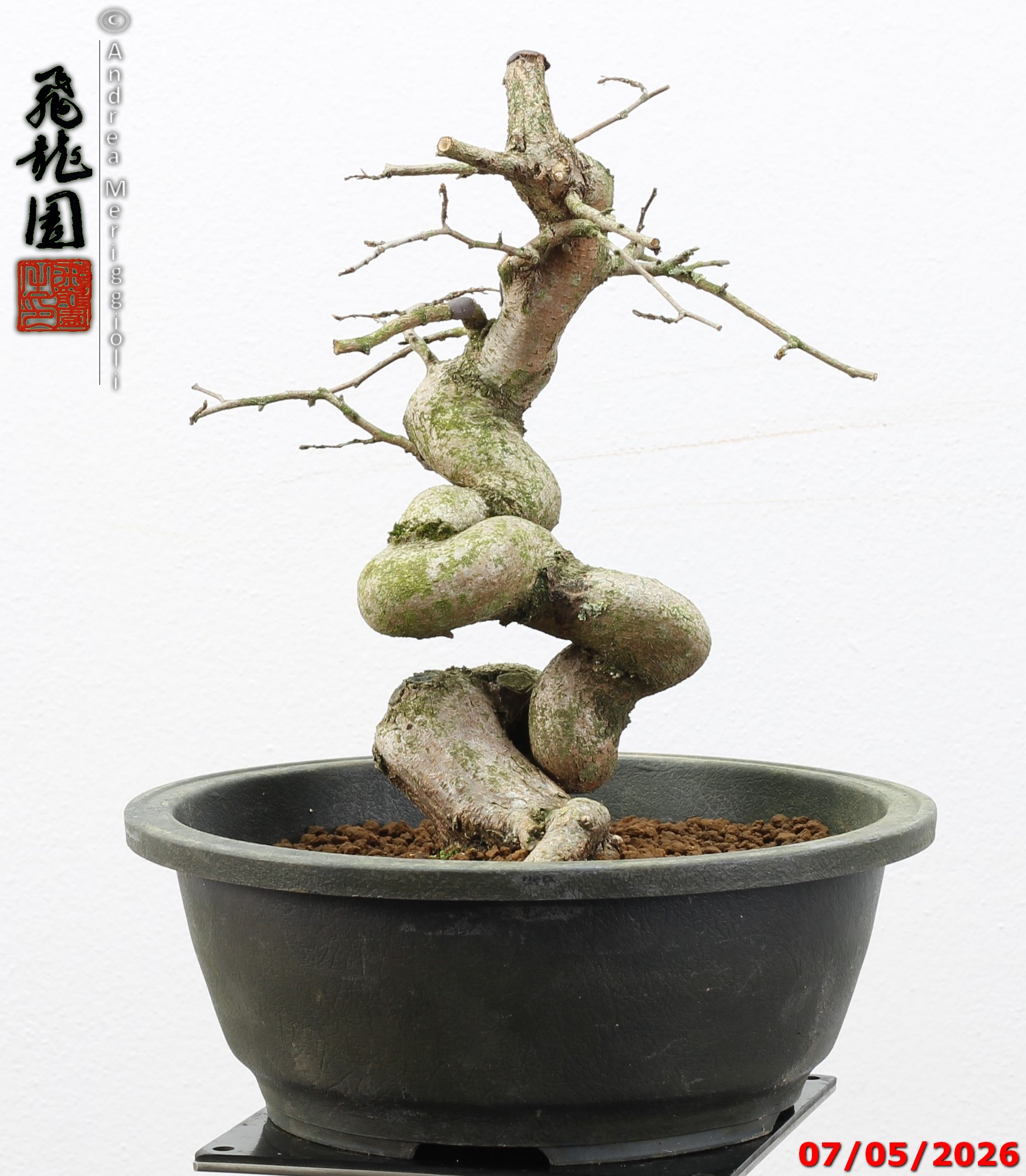 Carpinus turczaninowii - Image 2