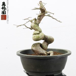 Carpinus turczaninowii