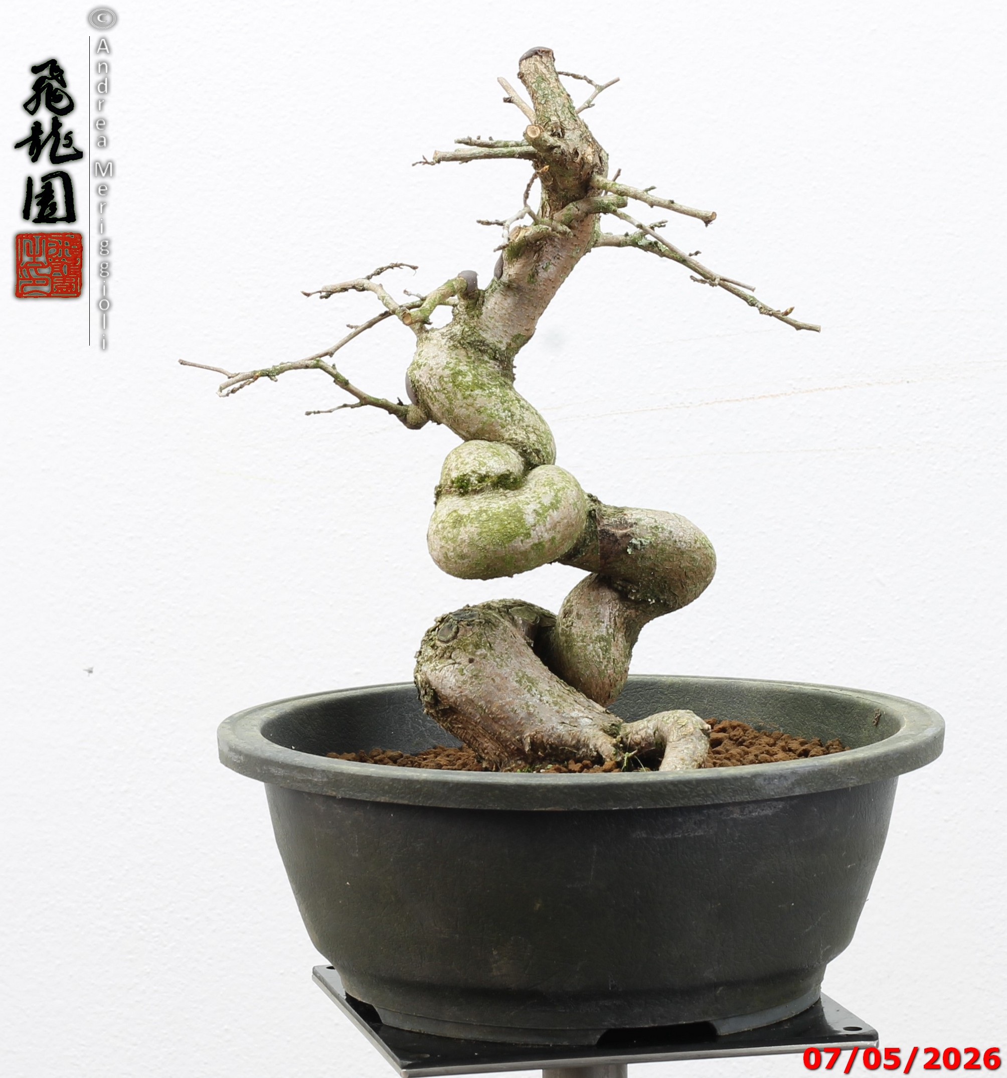 Carpinus turczaninowii