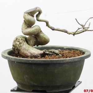 Carpinus turczaninowii shohin