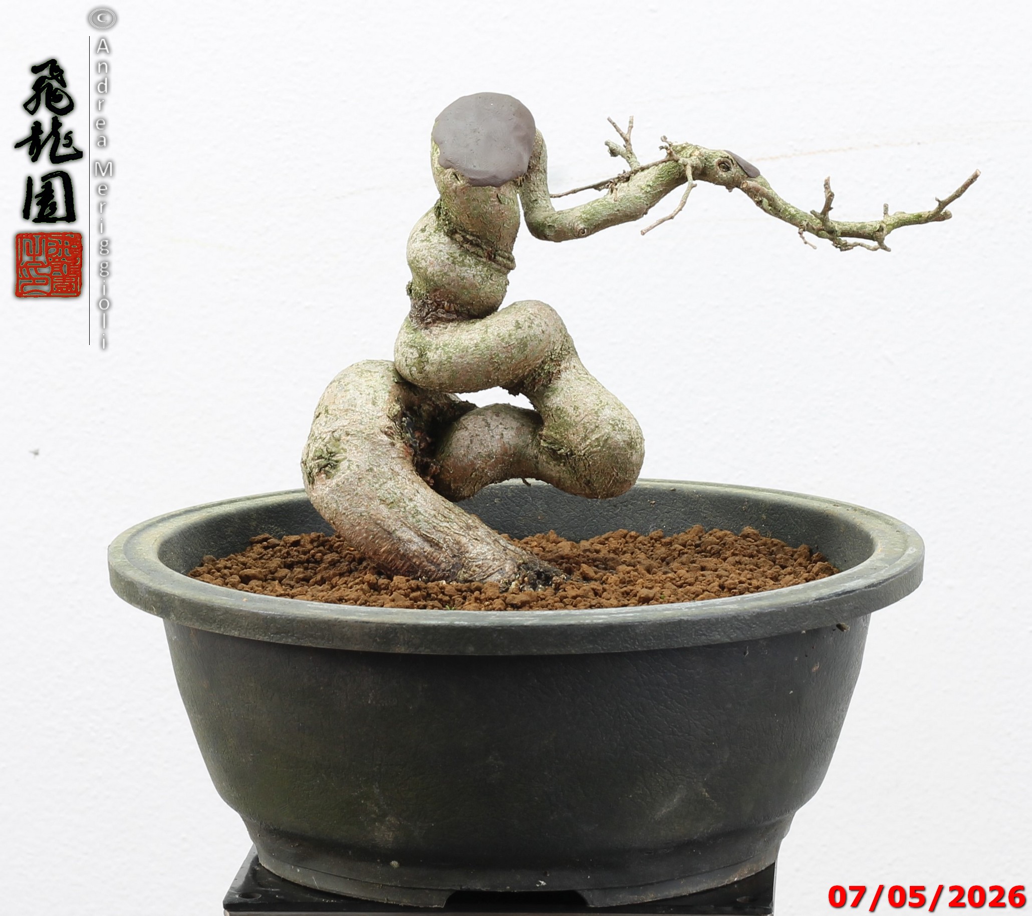 Carpinus turczaninowii shohin - Image 11