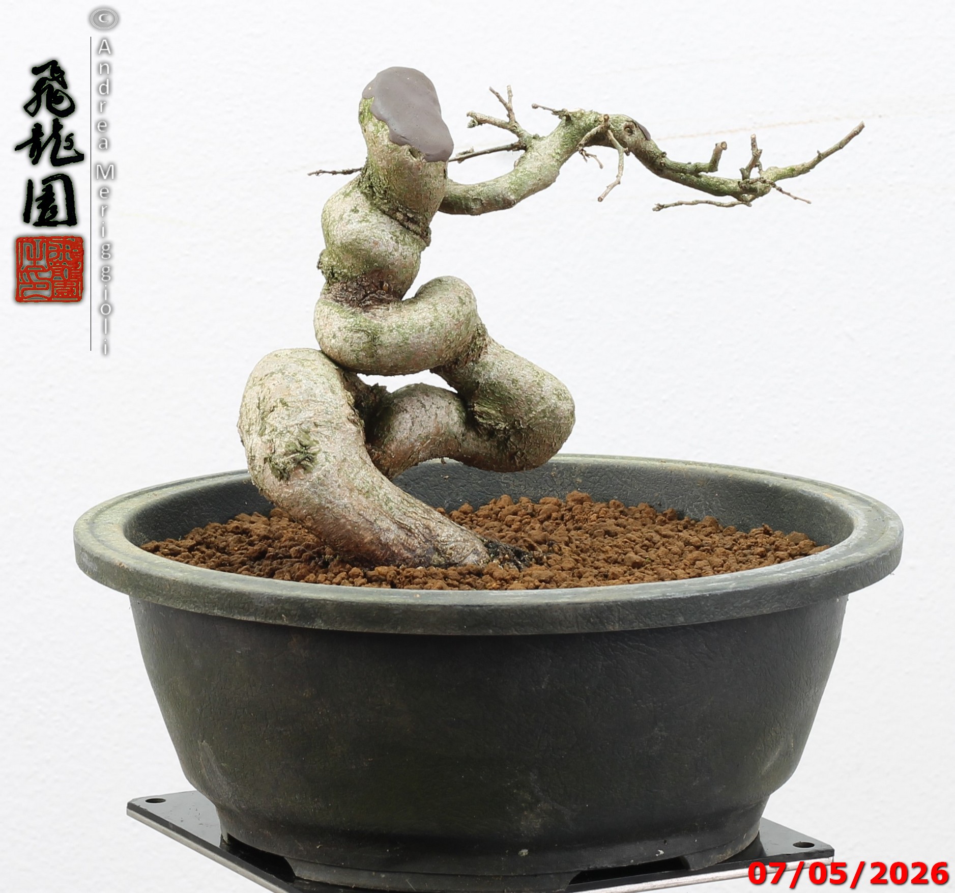 Carpinus turczaninowii shohin - Image 10