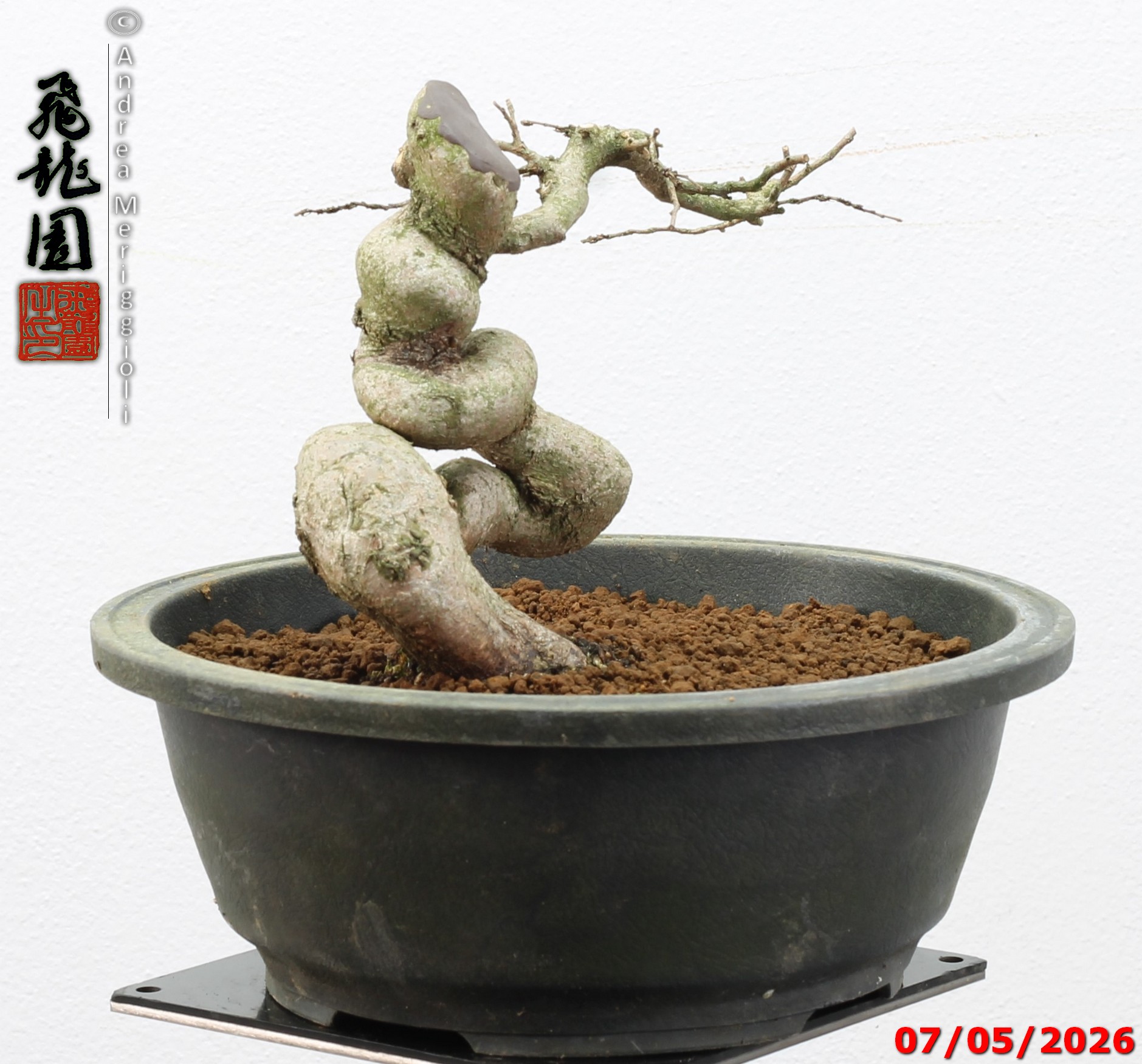 Carpinus turczaninowii shohin - Image 9