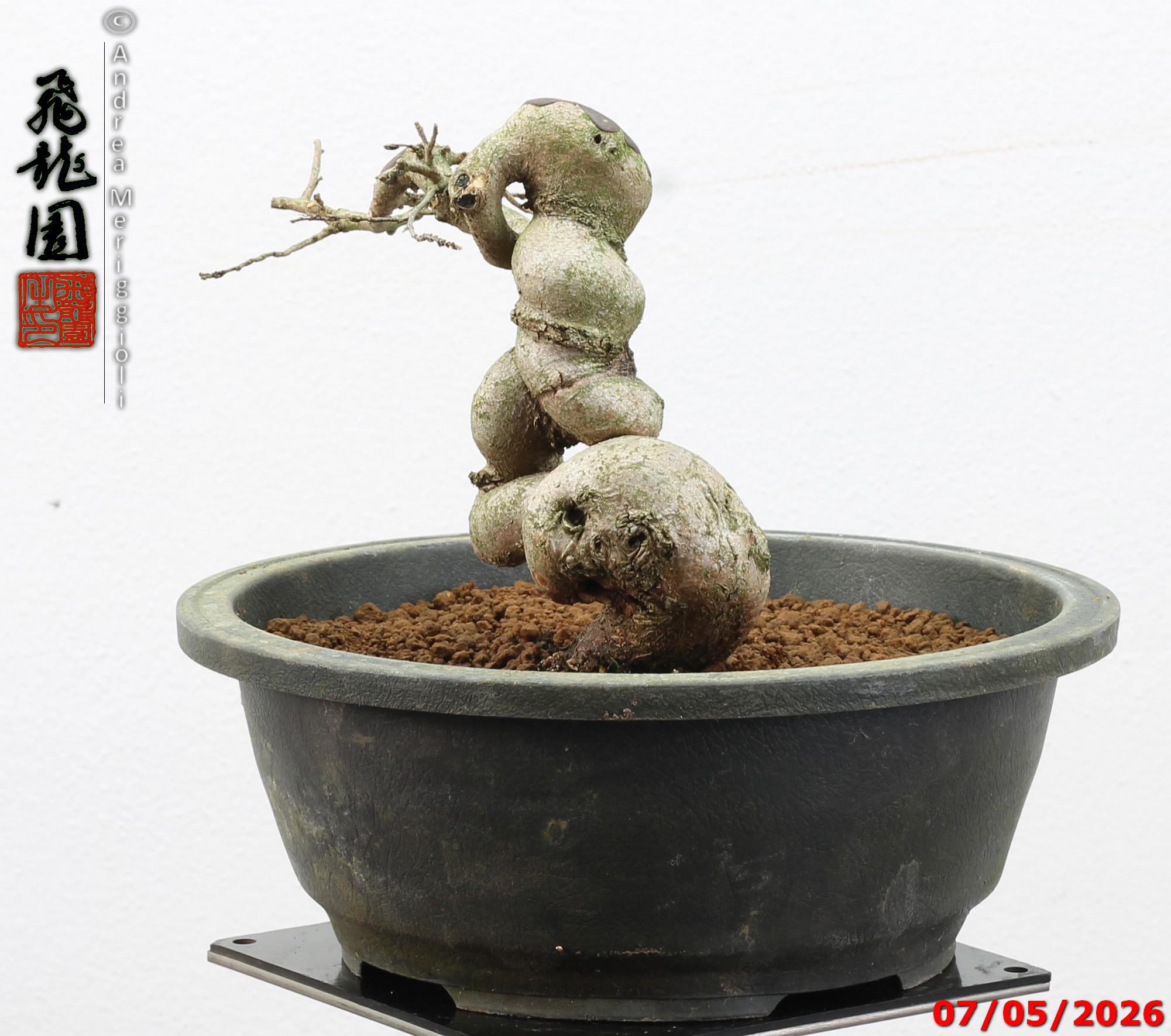 Carpinus turczaninowii shohin - Image 8
