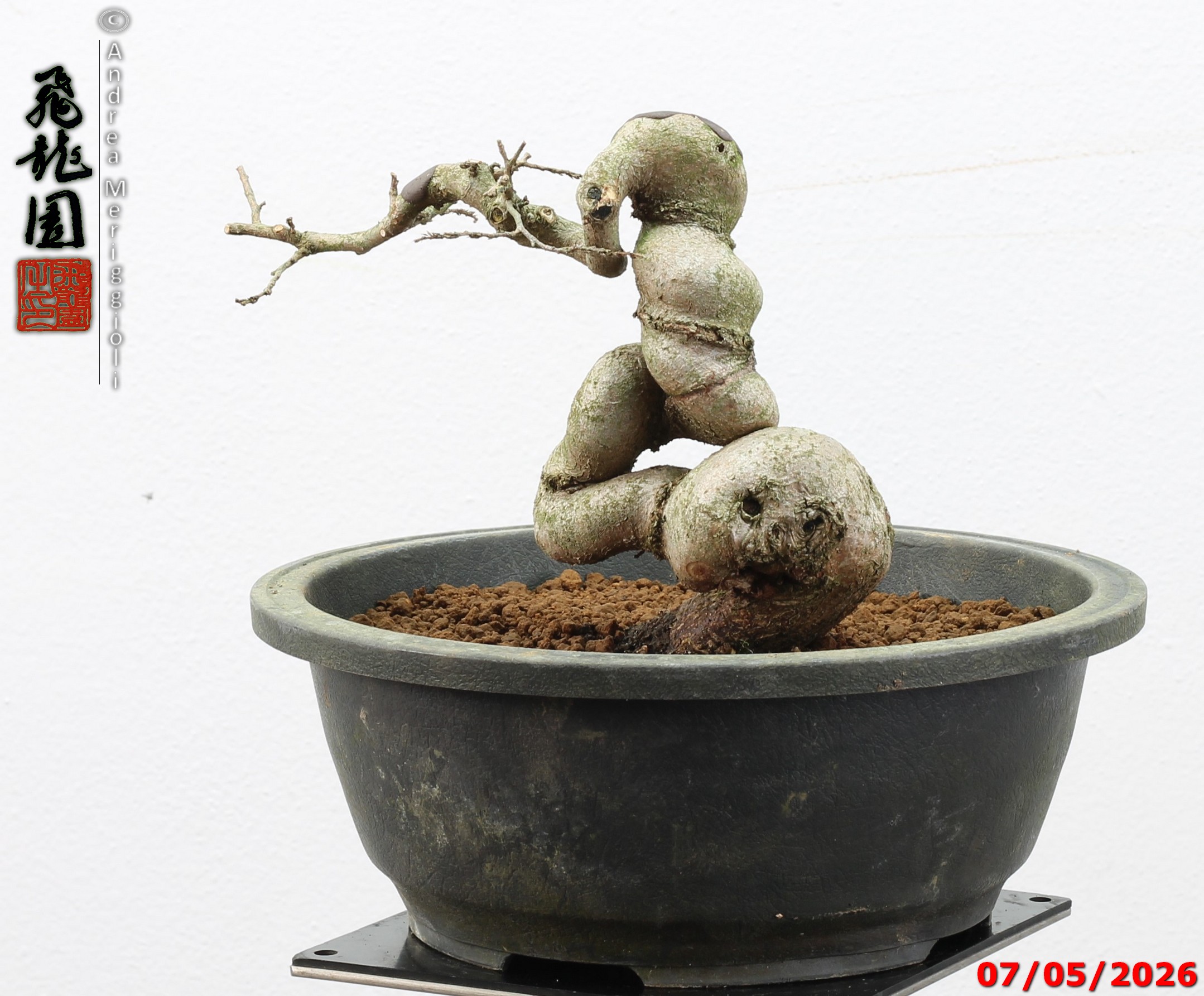 Carpinus turczaninowii shohin - Image 7