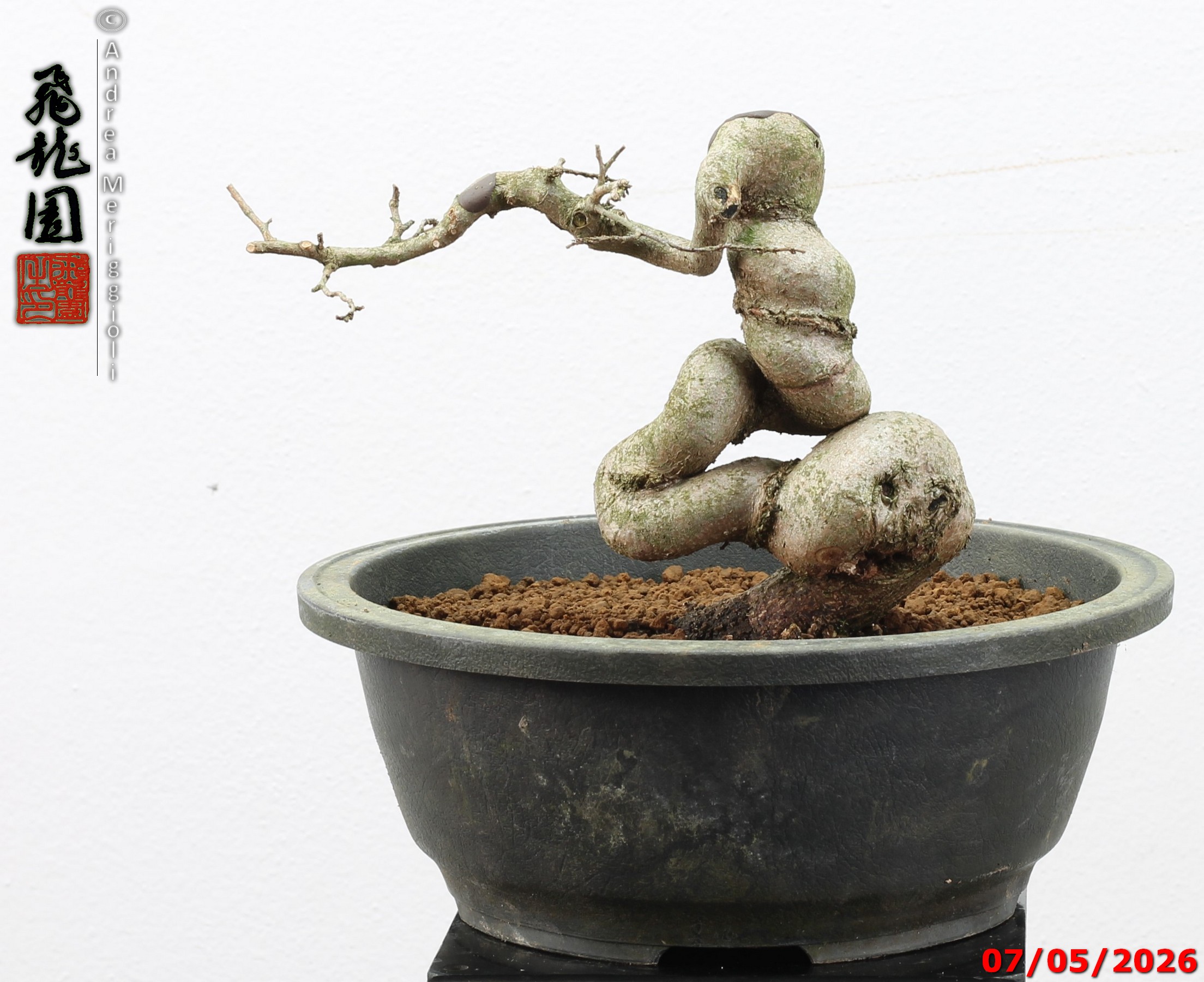 Carpinus turczaninowii shohin - Image 6