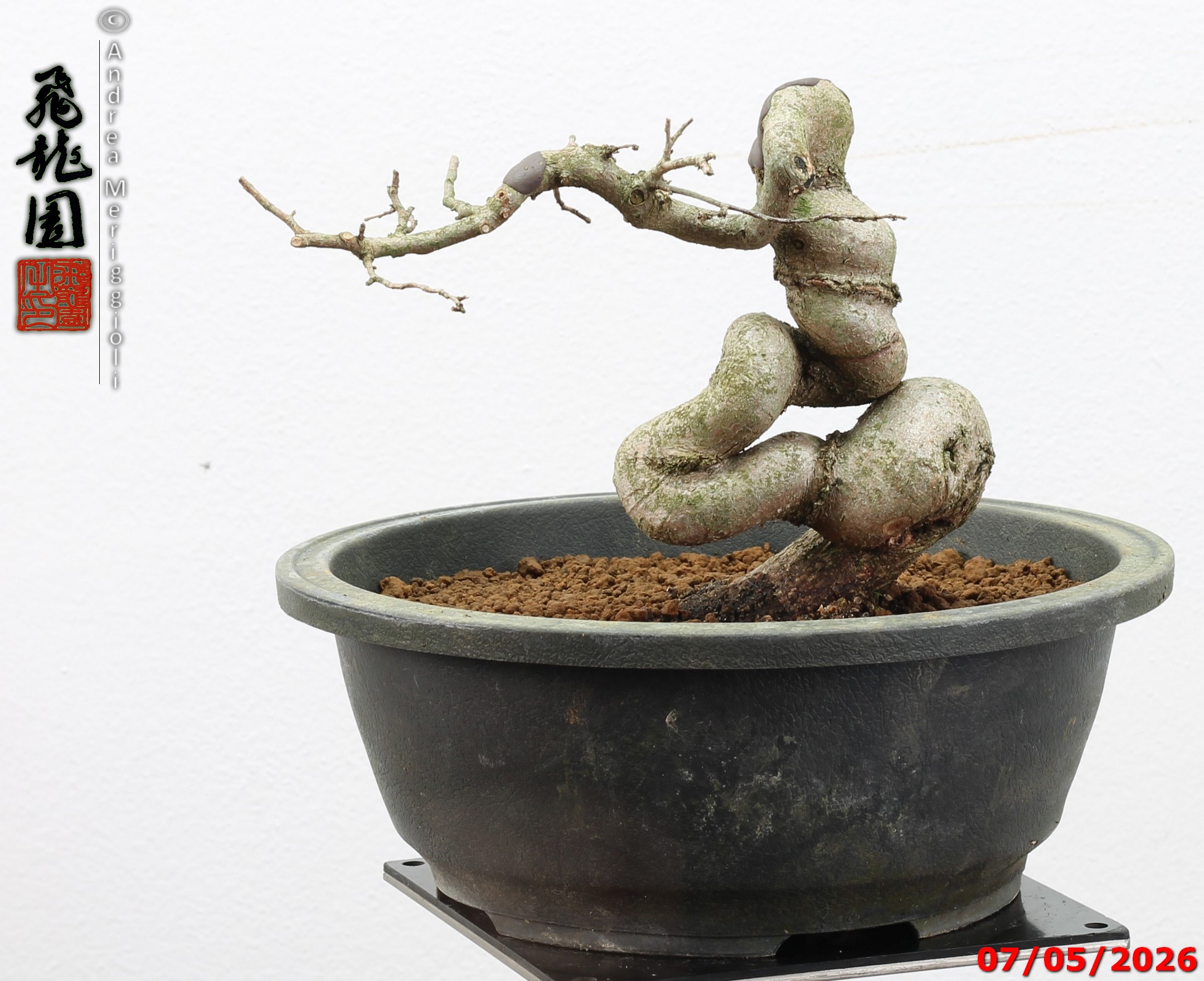 Carpinus turczaninowii shohin - Image 5