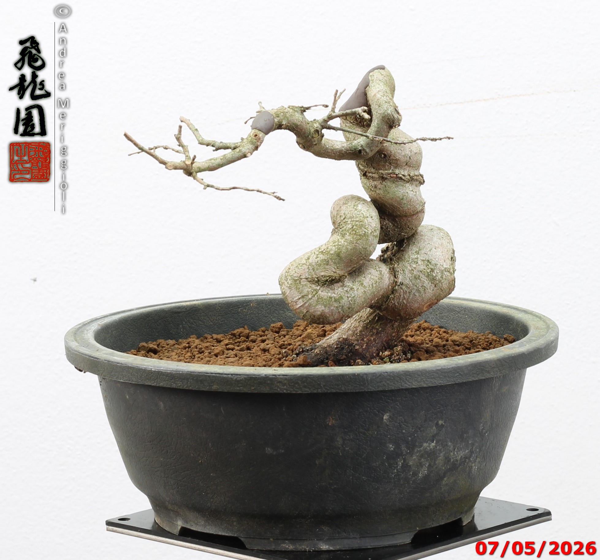 Carpinus turczaninowii shohin - Image 4